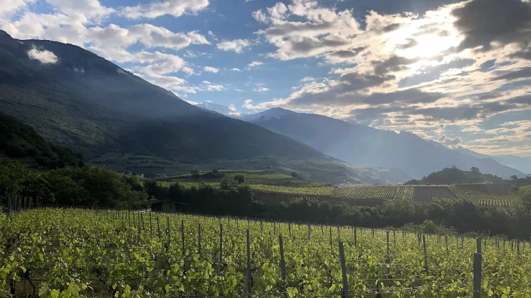 cave du paradis weine wallis 01 768x432